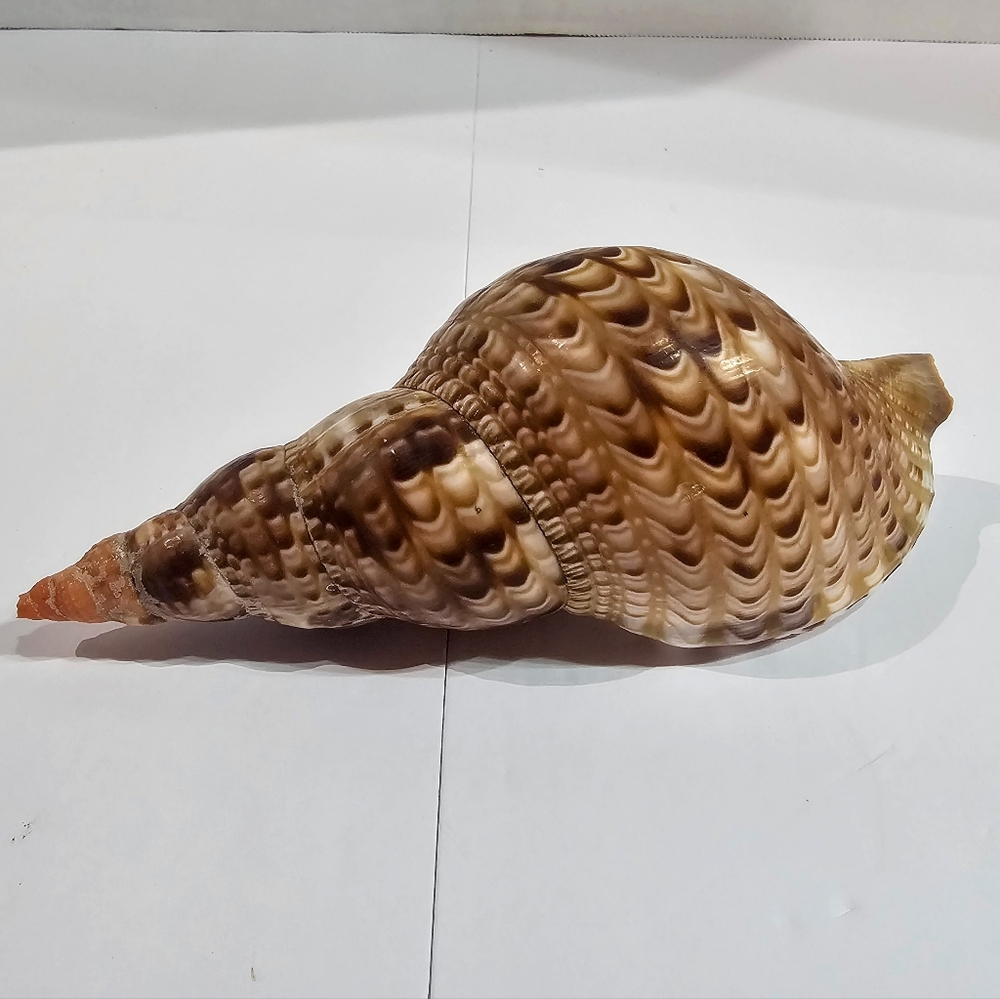 Triton Conch Seashell Trumpeted Shell Beautiful Markings Size 7"×3×2.5"